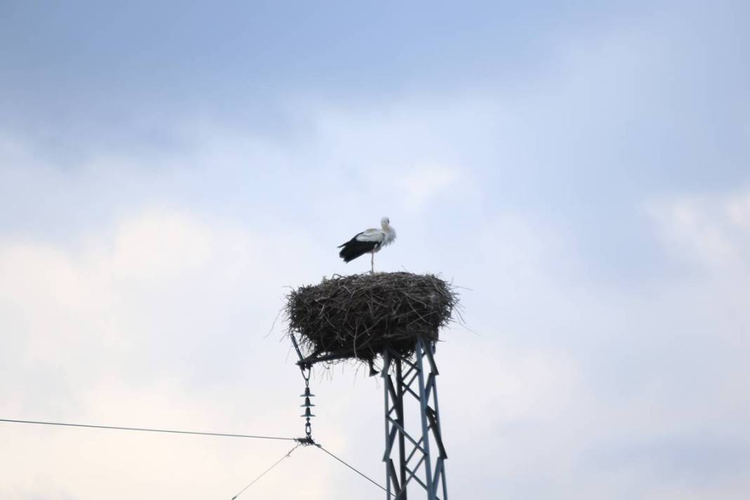 O kentte yüksek gerilim hattı direklerinde şoke eden görüntüler! 5 bin kilometre yoldan geldiler 5